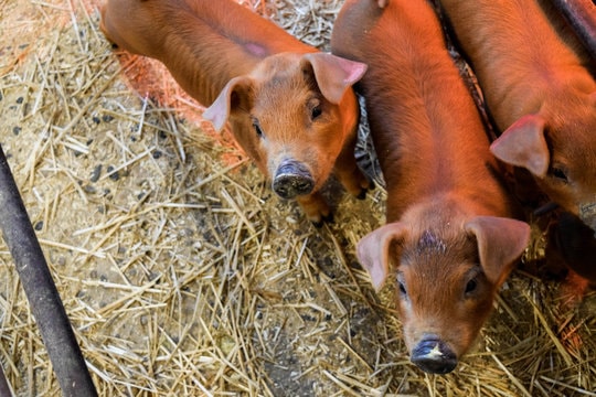 Duroc pig at Dudley Farms
